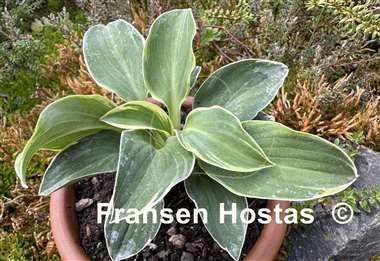 Hosta Funky Mouse